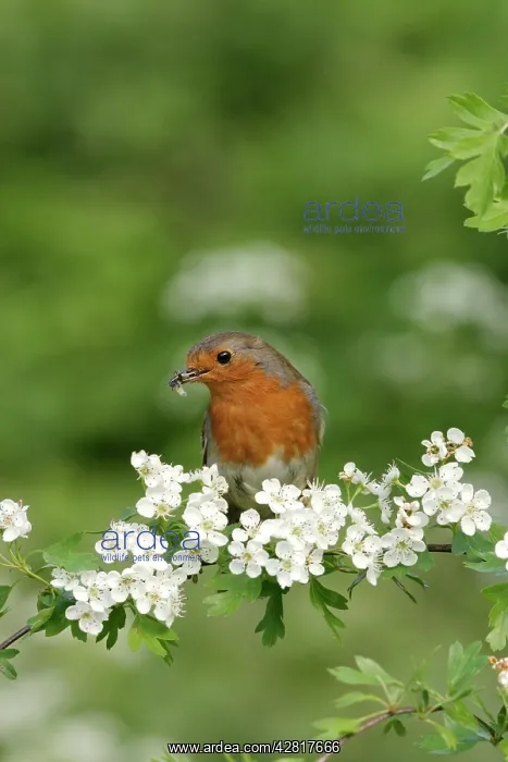 : Robin - Near nest on May blossom front view : Robin - Near nest on May blossom front view