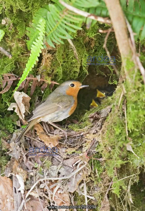 : Robin - at nest : Robin - at nest