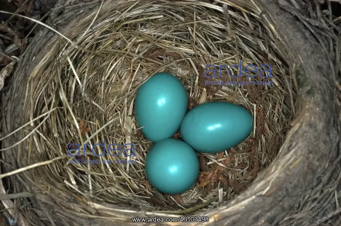 : Robin nest : Robin nest