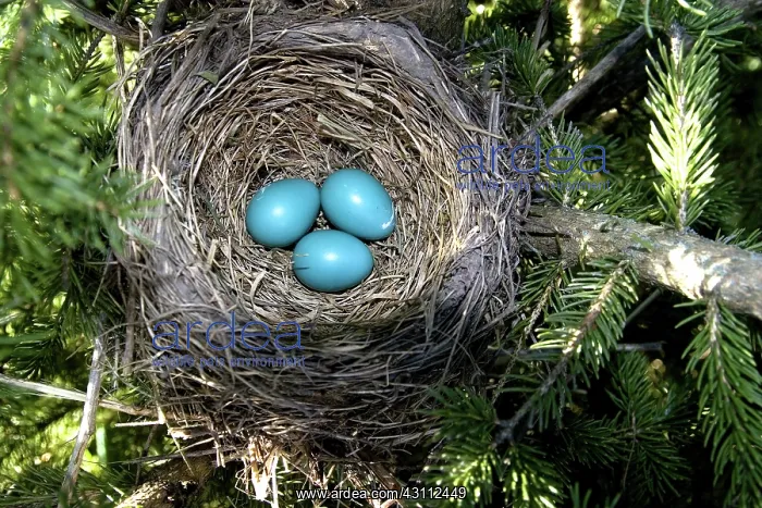  : Robin Nest