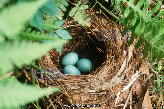 : Robin Nest : Robin Nest