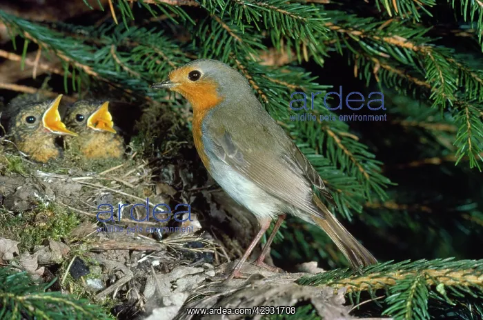 : Robin - at nest with young : Robin - at nest with young