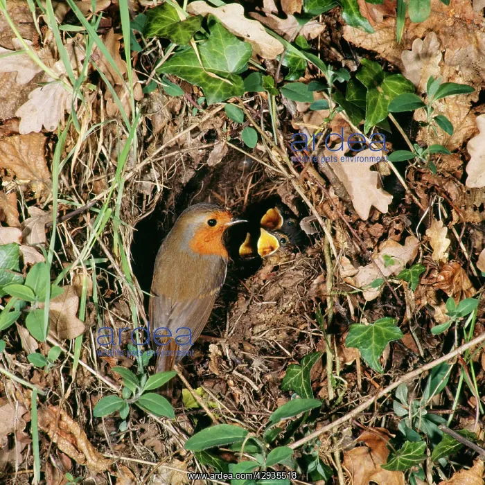 : Robin - at nest with young : Robin - at nest with young