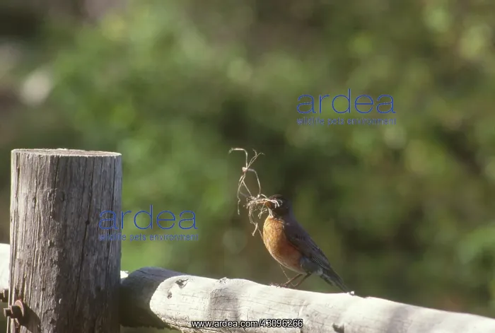 : Robin with Nesting Material : Robin with Nesting Material