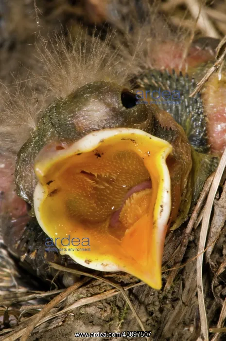 : Robin Nestling : Robin Nestling