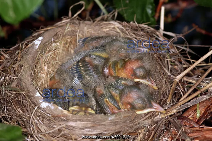 : Robin Nestlings : Robin Nestlings
