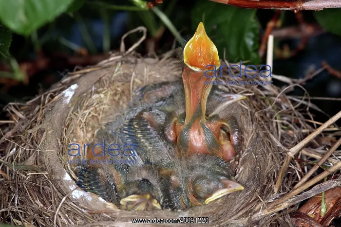 : Robin Nestlings : Robin Nestlings