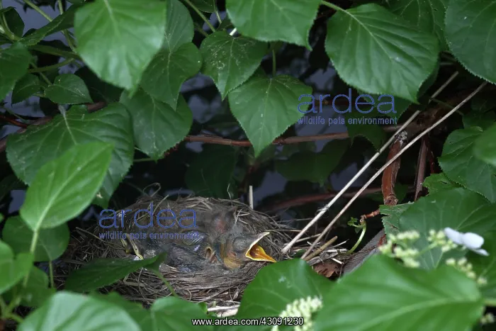 : Robin Nestlings : Robin Nestlings