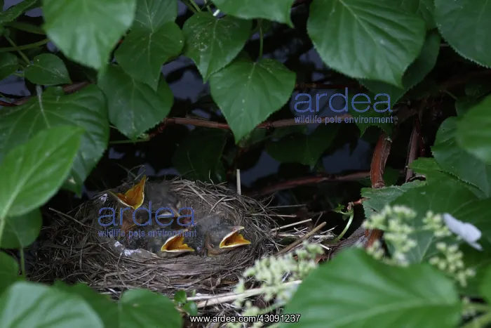 : Robin Nestlings : Robin Nestlings