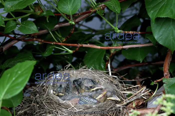 : Robin Nestlings : Robin Nestlings