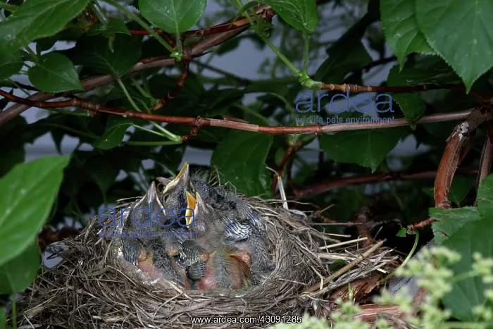 : Robin Nestlings : Robin Nestlings