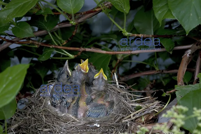  : Robin Nestlings