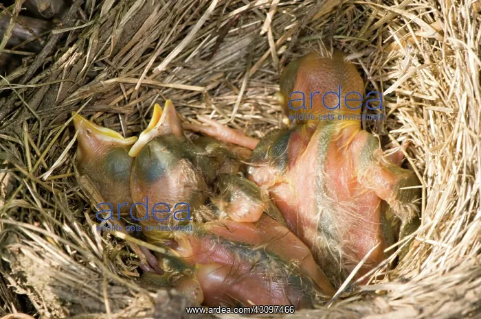 : Robin Nestlings : Robin Nestlings