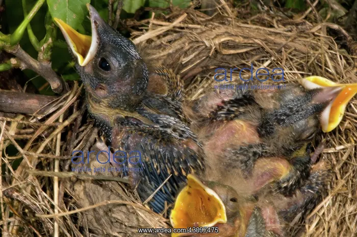 : Robin Nestlings : Robin Nestlings