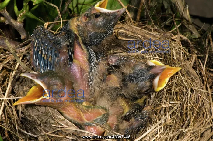 : Robin Nestlings : Robin Nestlings