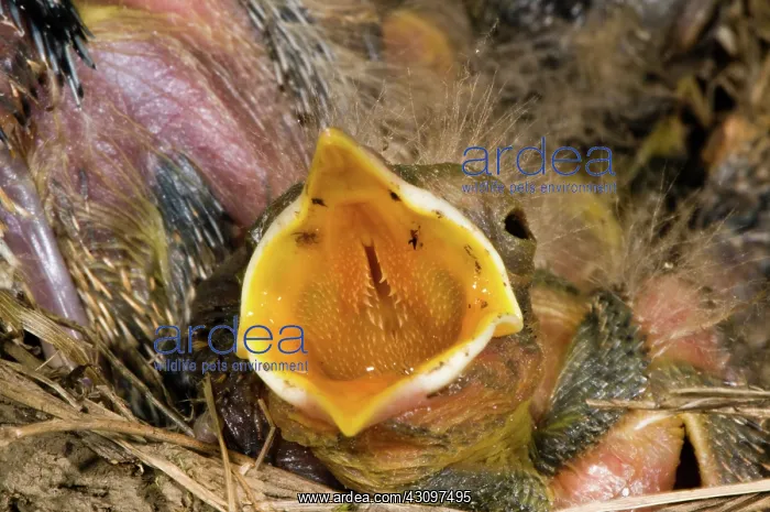 : Robin Nestlings : Robin Nestlings