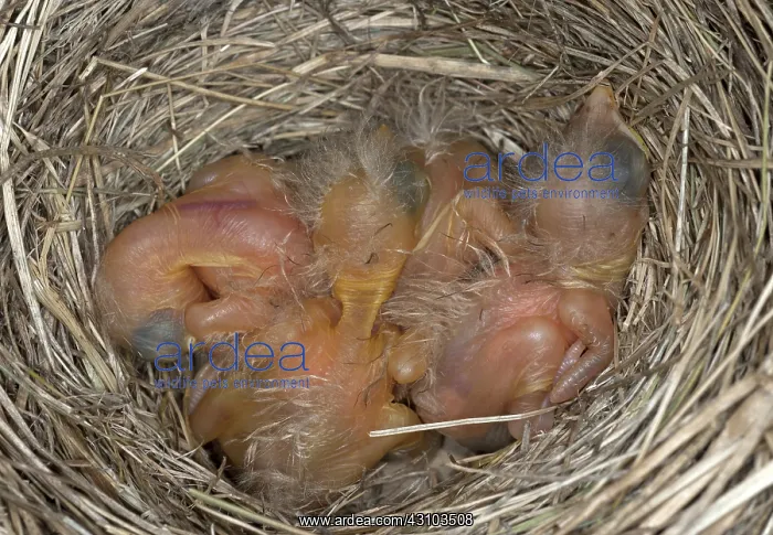 : Robin nestlings : Robin nestlings