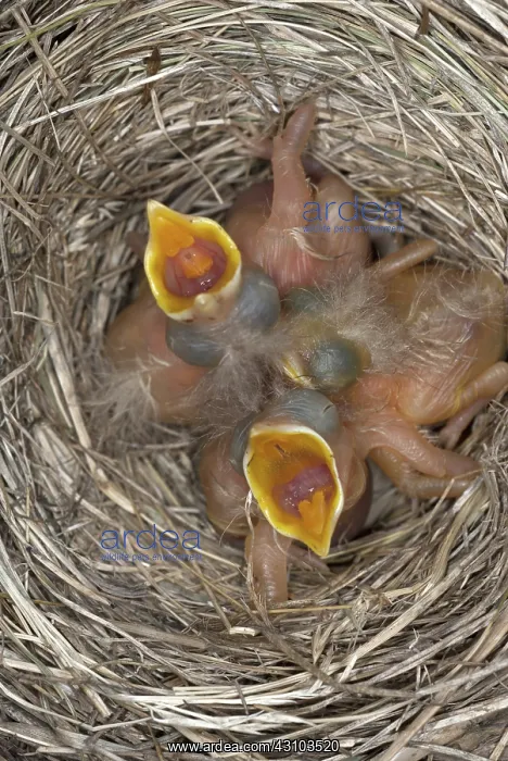 : Robin nestlings : Robin nestlings