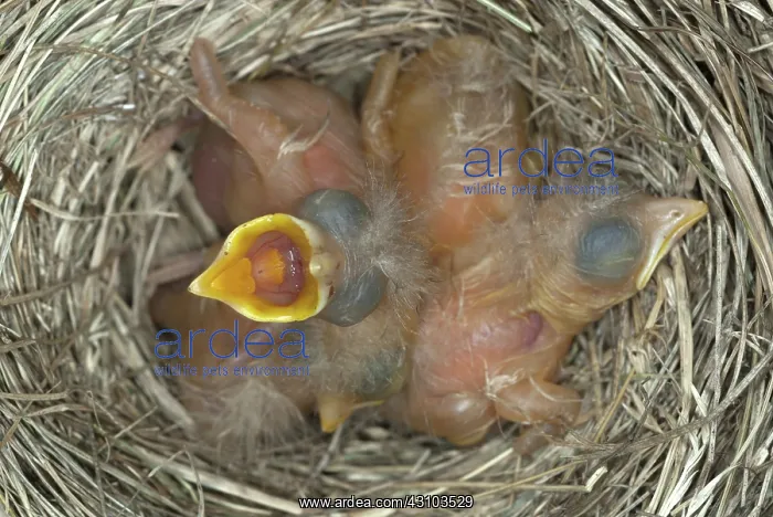 : Robin nestlings : Robin nestlings