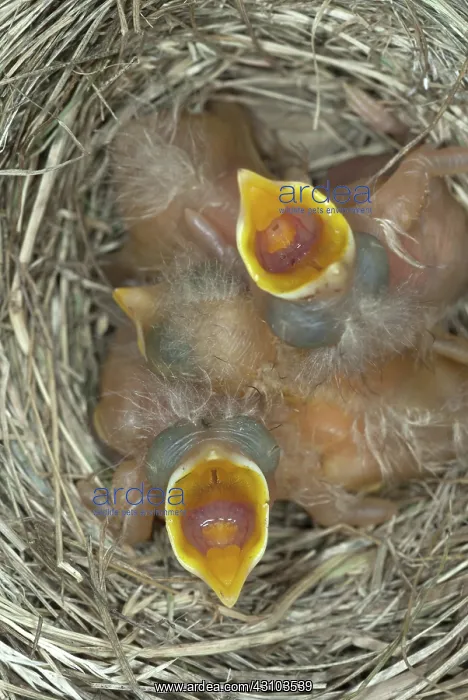 : Robin nestlings : Robin nestlings