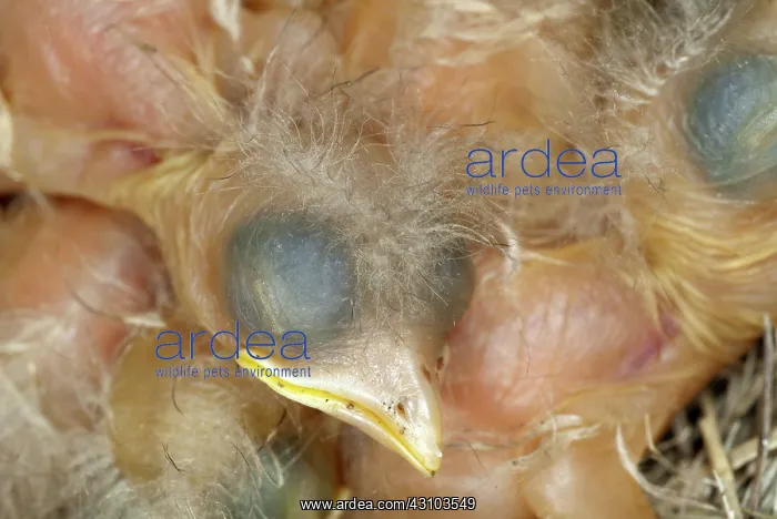 : Robin nestlings : Robin nestlings