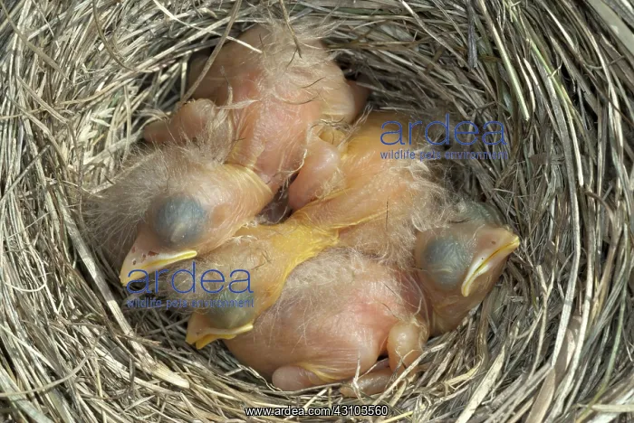 : Robin nestlings : Robin nestlings