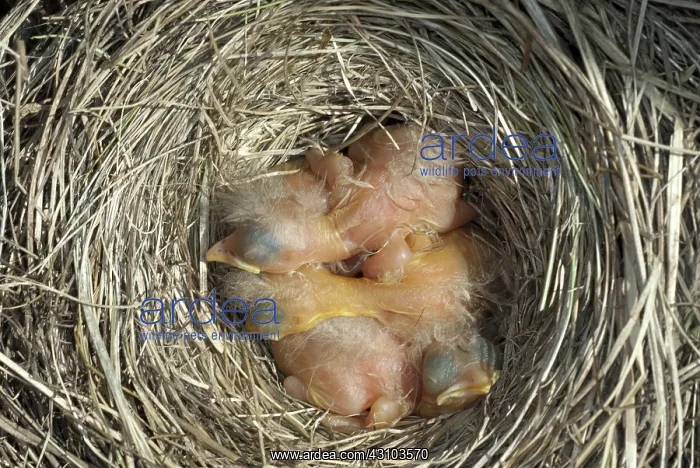 : Robin nestlings : Robin nestlings
