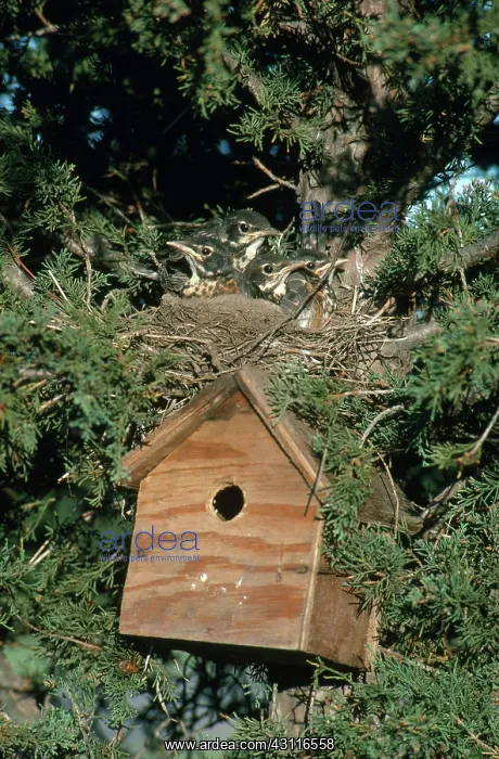 : Robin Nestlings : Robin Nestlings