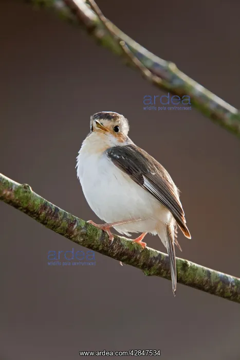 : Robin - partial albino : Robin - partial albino