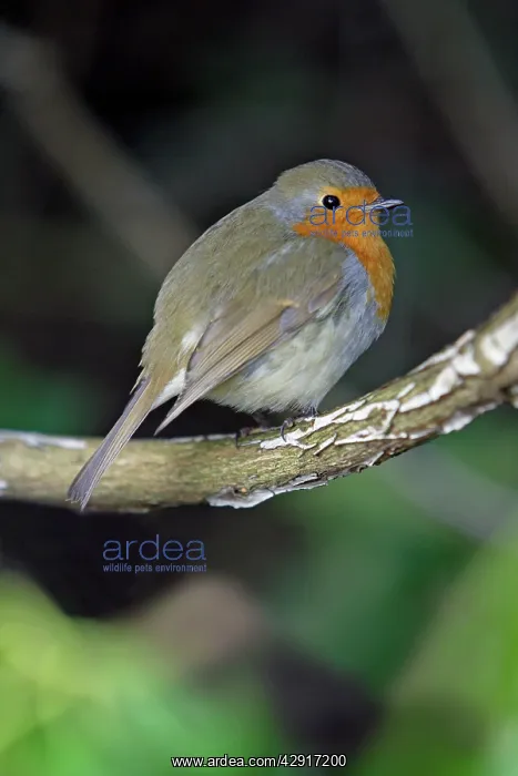 : Robin - perched on branch : Robin - perched on branch