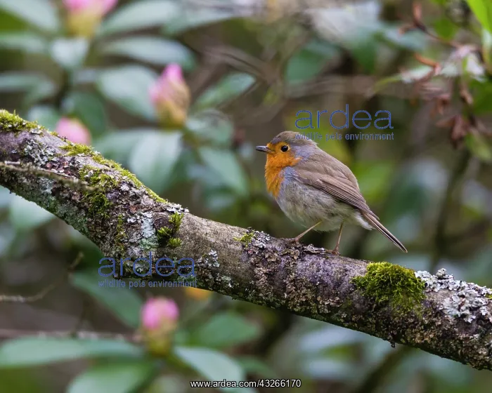 : Robin, perched on branch, singing, springtime, Hessen : Robin, perched on branch, singing, springtime, Hessen