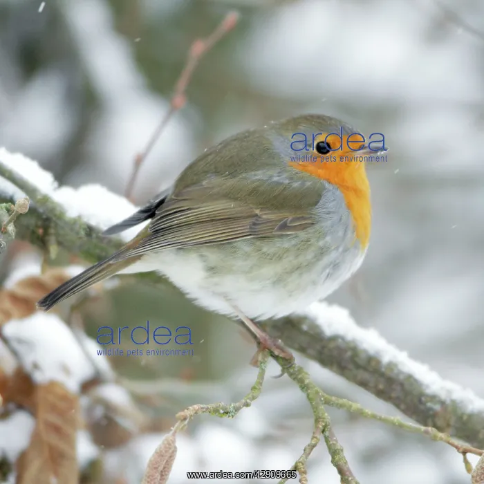 : Robin - perched on branch in snow : Robin - perched on branch in snow