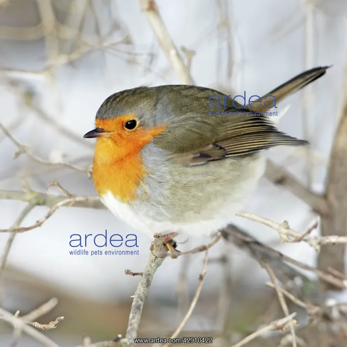 : Robin - perched on branch in snow : Robin - perched on branch in snow