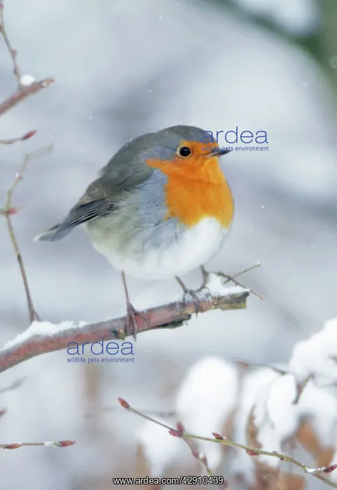 : Robin - perched on branch in snow : Robin - perched on branch in snow