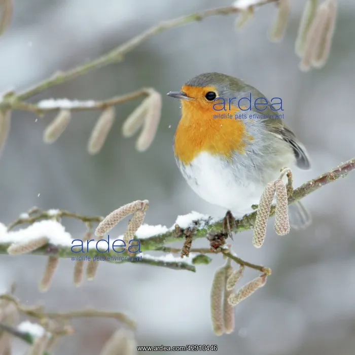  : Robin - perched on branch in snow
