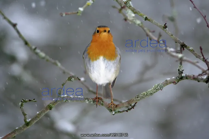 : Robin - perched on branch in snow : Robin - perched on branch in snow
