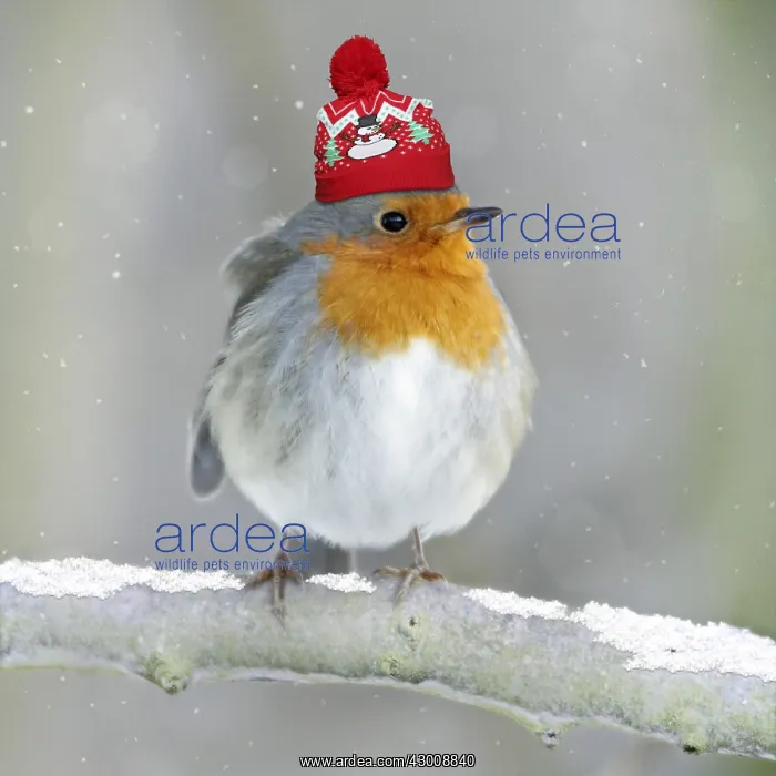 : Robin - perched on branch in snow with Christmas bobble hat : Robin - perched on branch in snow with Christmas bobble hat