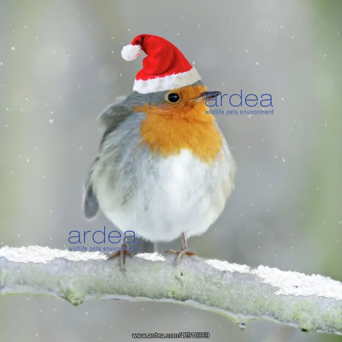 : Robin - perched on branch in snow wearing Christmas hat : Robin - perched on branch in snow wearing Christmas hat