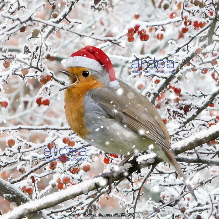 : Robin, perched on branch wearing Christmas hat : Robin, perched on branch wearing Christmas hat