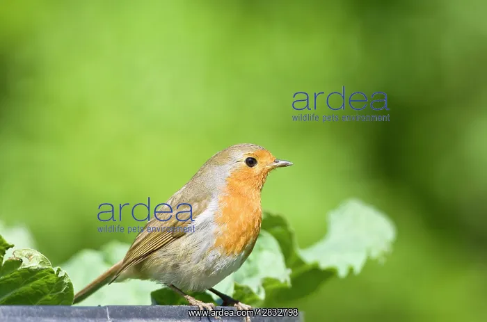 : Robin - Perched on edge of of compost bin : Robin - Perched on edge of of compost bin