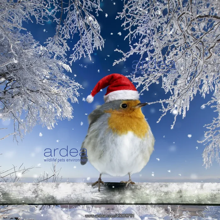 : Robin, perched on fence wearing Christmas hat in snow : Robin, perched on fence wearing Christmas hat in snow