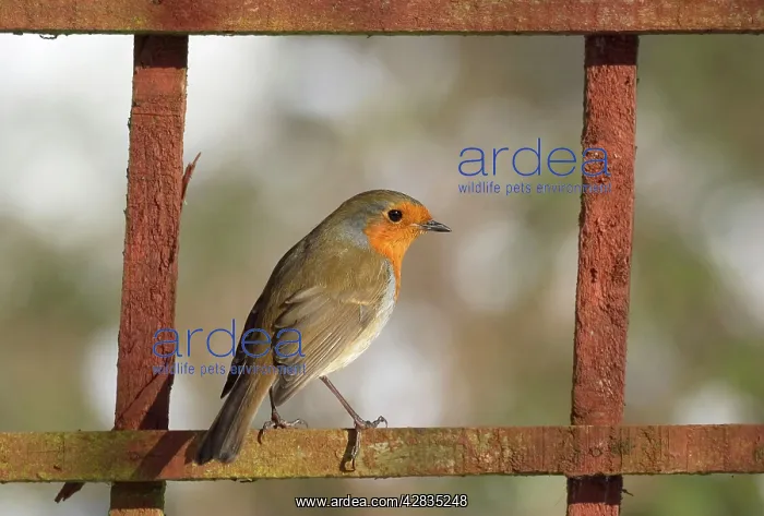 : Robin - Perched on garden screen in snow : Robin - Perched on garden screen in snow