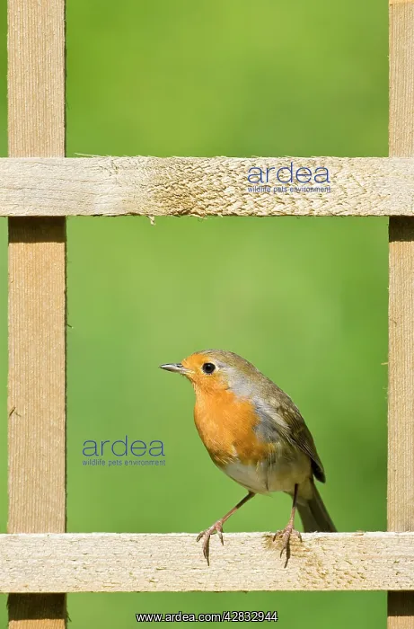 : Robin - Perched on garden trellis : Robin - Perched on garden trellis