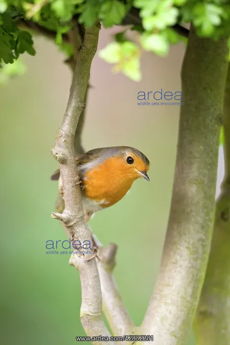 : Robin - Perched on hawthorn branch : Robin - Perched on hawthorn branch