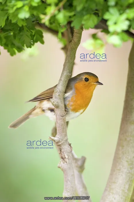 : Robin - Perched on hawthorn branch : Robin - Perched on hawthorn branch