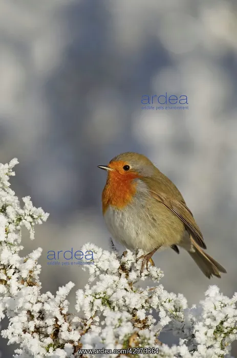 : Robin - perched on a hoar frost Gorse bush on a : Robin - perched on a hoar frost Gorse bush on a