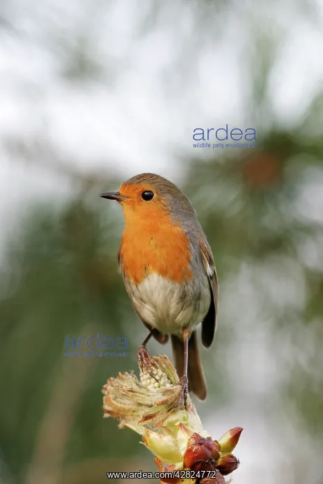 : Robin - Perched on horse chestnut bud : Robin - Perched on horse chestnut bud