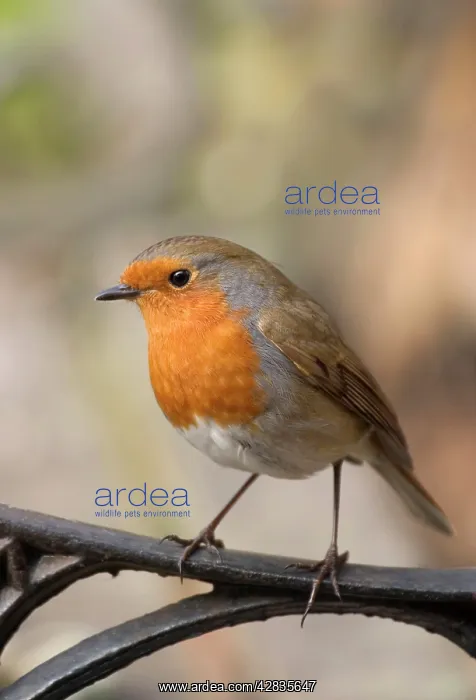 : Robin - Perched on Iron Seat : Robin - Perched on Iron Seat