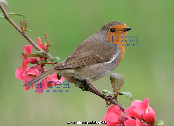  : Robin - Perched on japonica