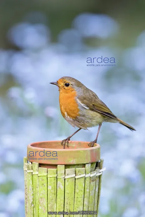 : Robin - Perched on plant pot with forget-me-not : Robin - Perched on plant pot with forget-me-not